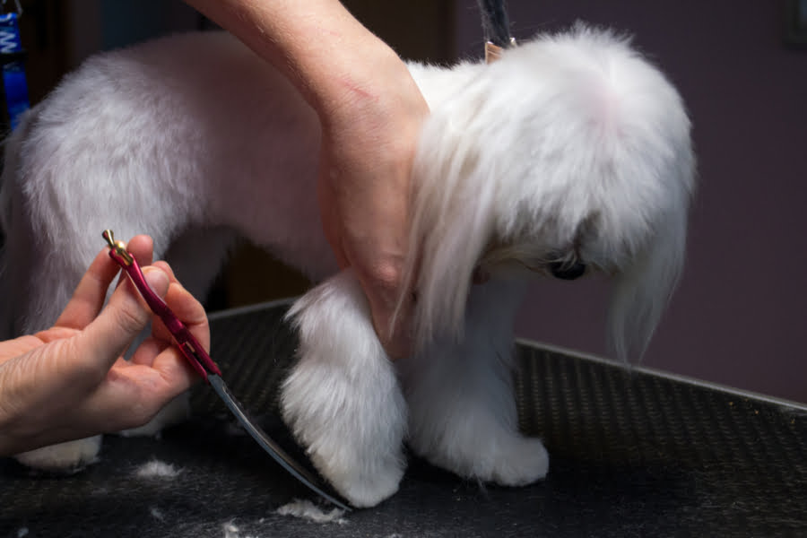 Brushing and grooming your dog