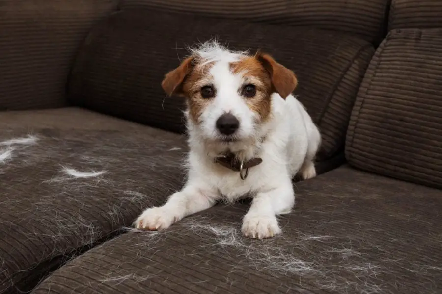 dog hair embedded in couch