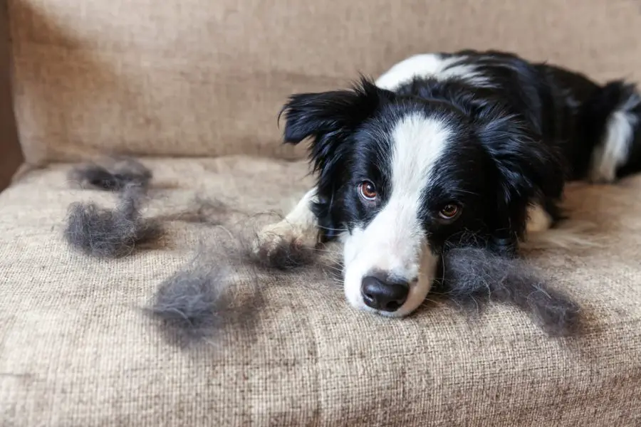 how to remove embedded pet hair from couch