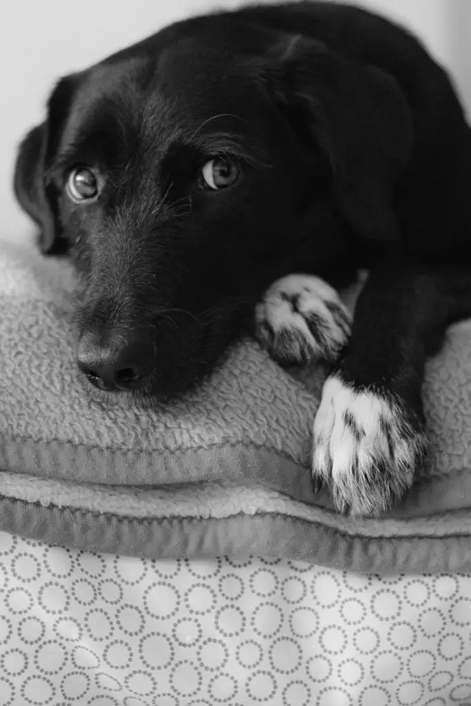 how to get dog hair out of fleece blankets