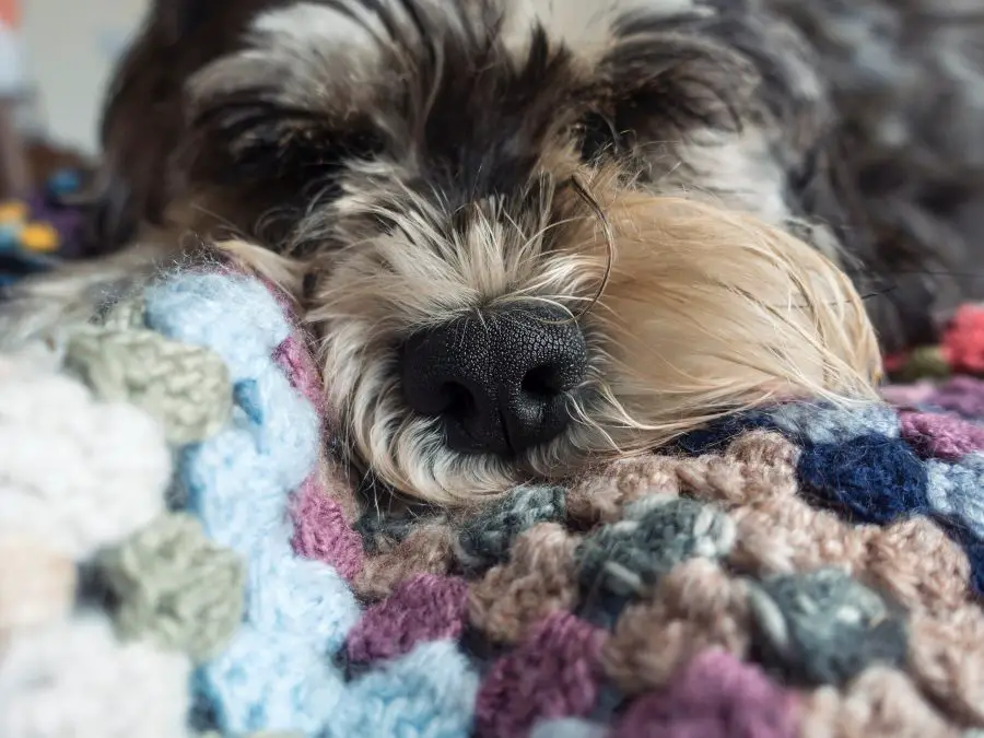 remove dog hair from wool blanket