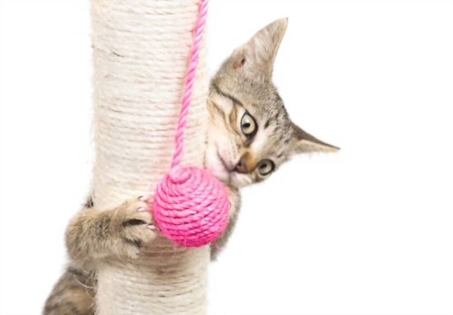 cat playing with a scratch pole