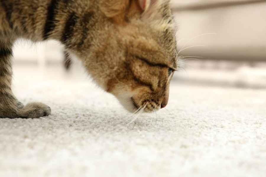 Cat urine odor isstubborn and notoriously tricky to eliminate