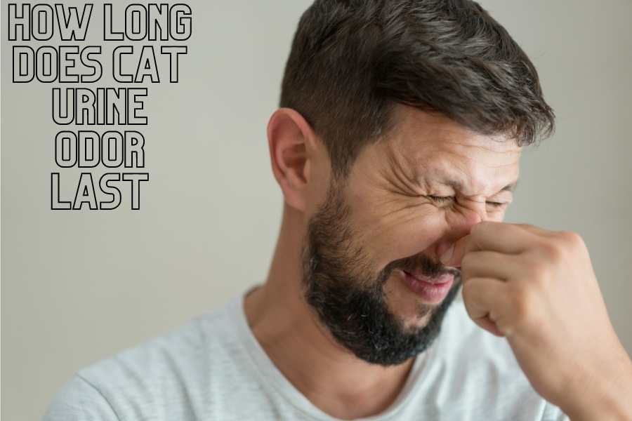 How Long Does Cat Urine Odor Last