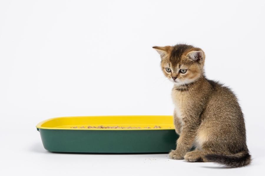 Why Your Cat Is Peeing Outside The Litter Box