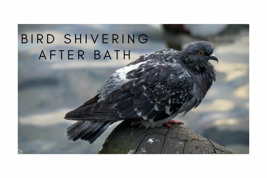 Bird Shivering After Bath