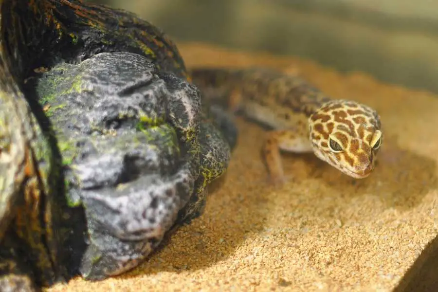 Deep Clean Your Leopard Gecko Tank Every Month