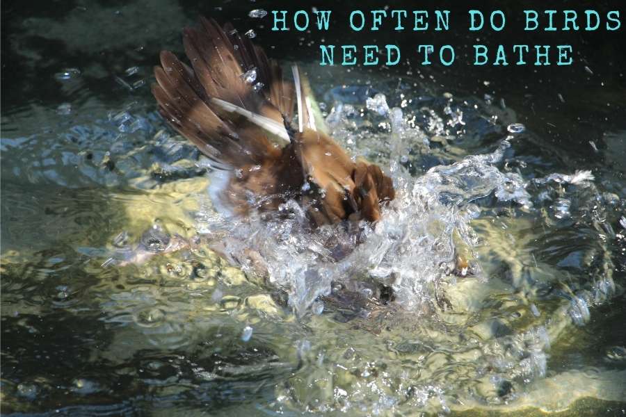 How Often Do Birds Need To Bathe