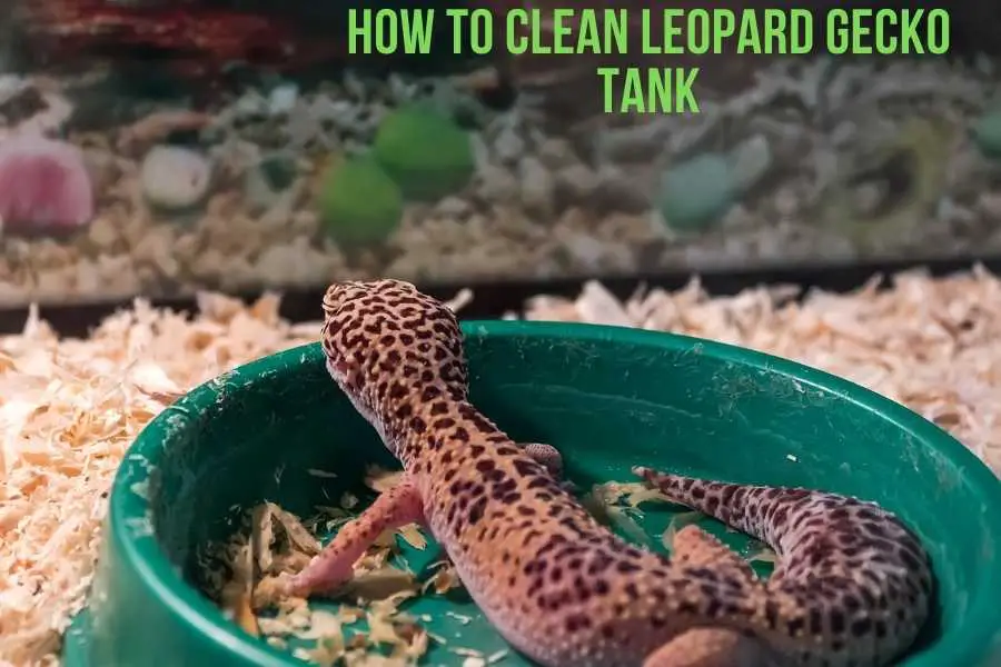 How To Clean Leopard Gecko Tank