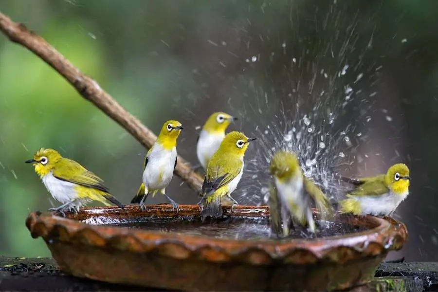 Why Do Birds Take Baths