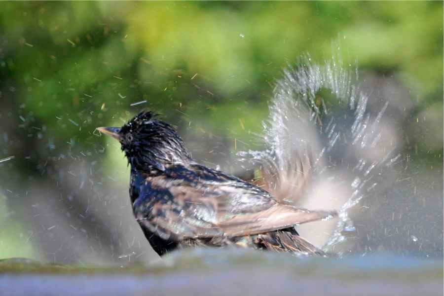 bird shivering after bathing?