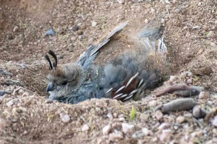 Birds That Dig Holes In The Ground