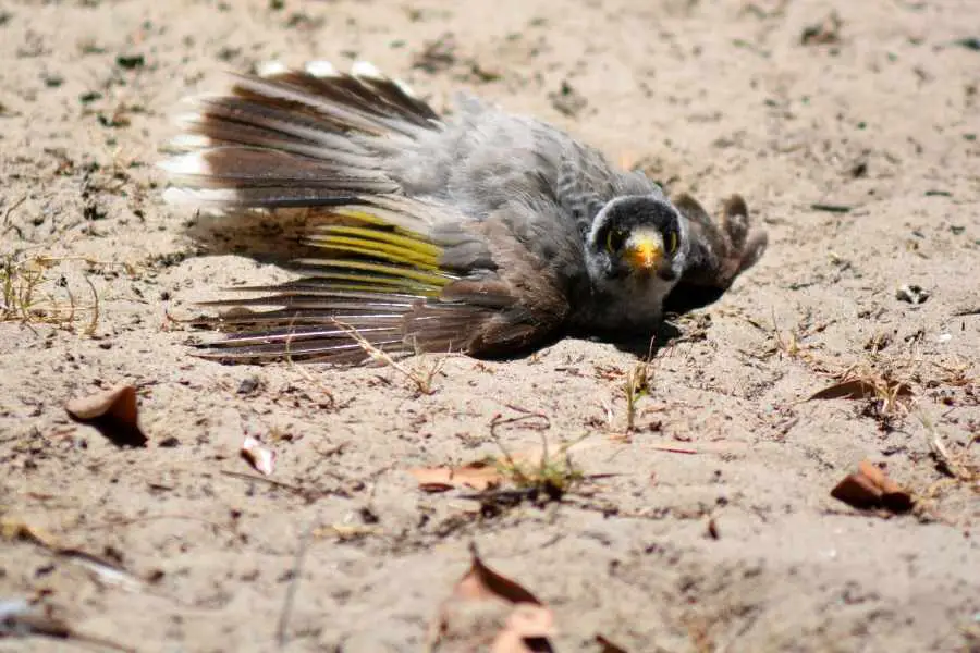 What Happens When A Bird Takes A Dust Bath