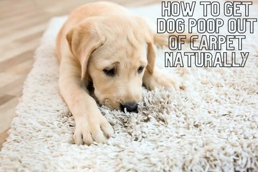 How To Get Dog Poop Out Of Carpet Naturally