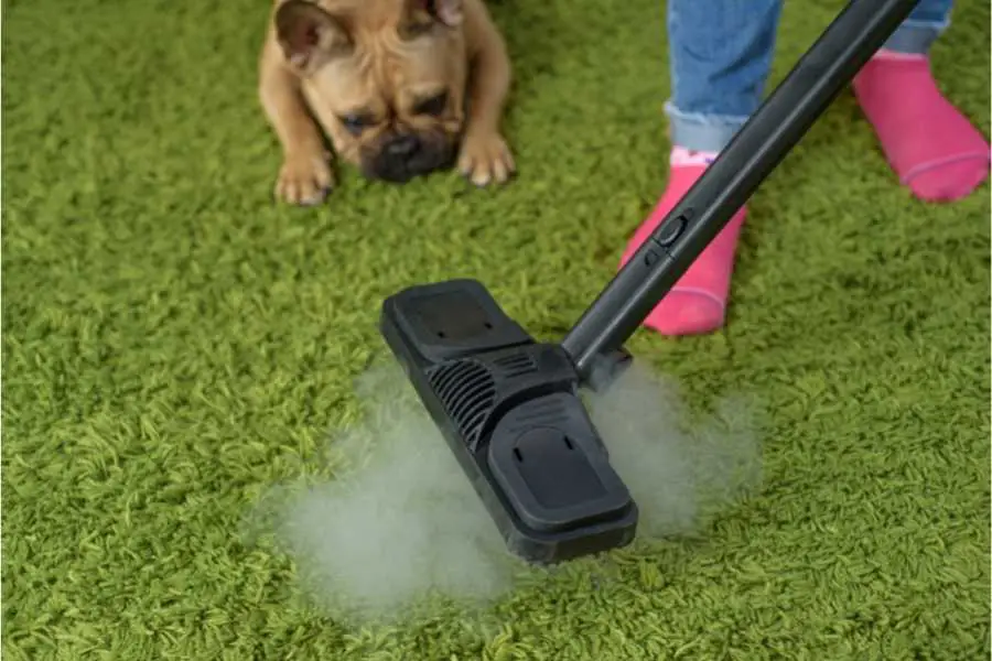 How To Sanitize Your Carpet After Dog Poop