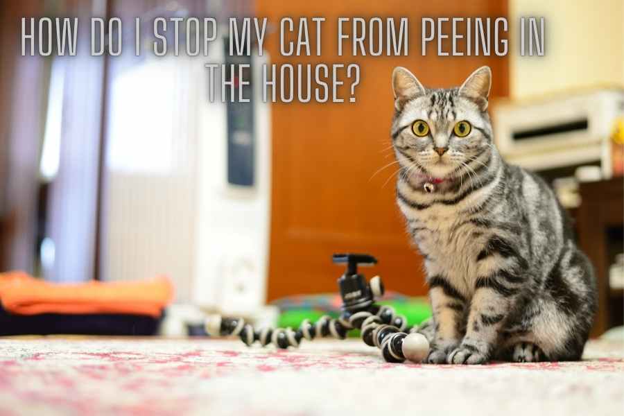 How Do I Stop My Cat From Peeing In The House?