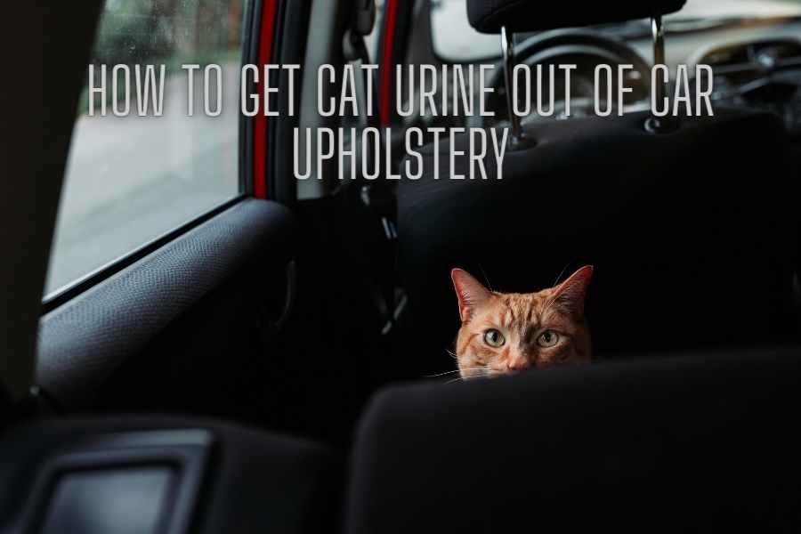 How To Get Cat Urine Out Of Car Upholstery