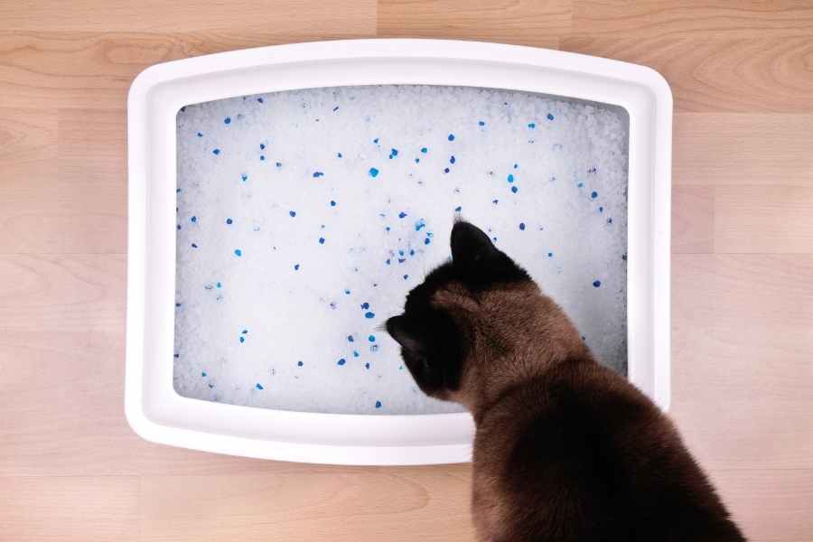 Maintaining A Clean Litter Box