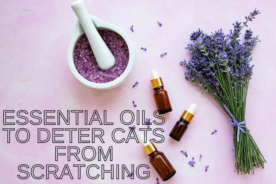 Essential Oils To Deter Cats From Scratching