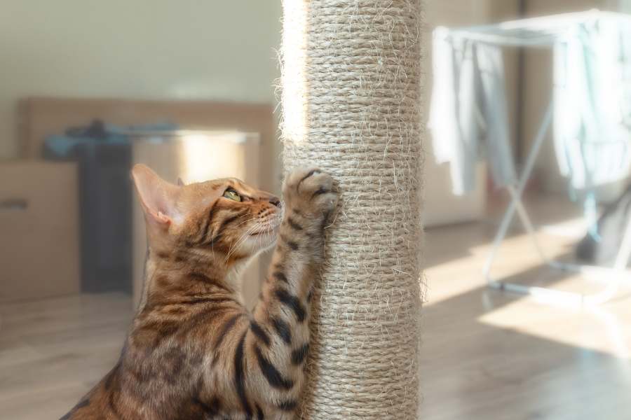 Scratching Post