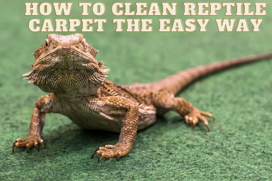 How To Clean Reptile Carpet The Easy Way