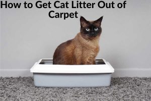 How to Get Cat Litter Out of Carpet