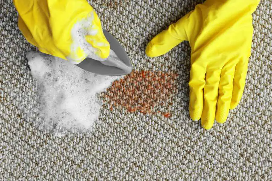 How to Remove Cat Litter Stains from Carpets