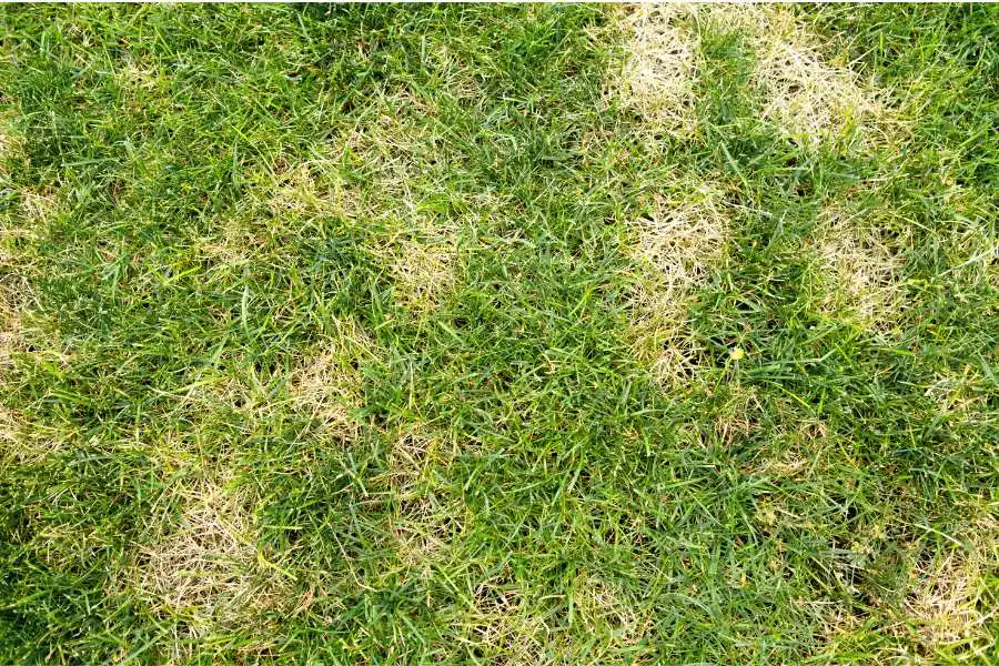 Can You Repair Brown Grass Spots After The Fact