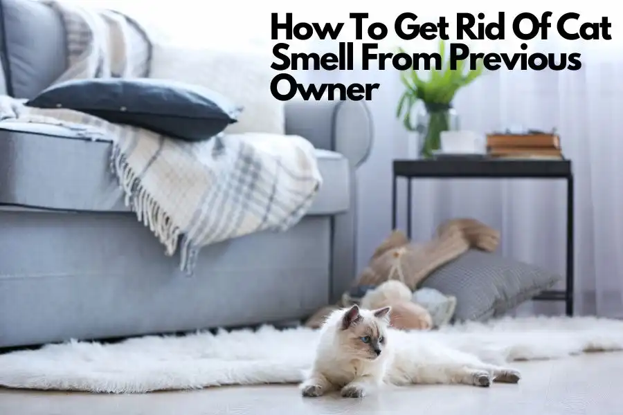 How To Get Rid Of Cat Smell From Previous Owner
