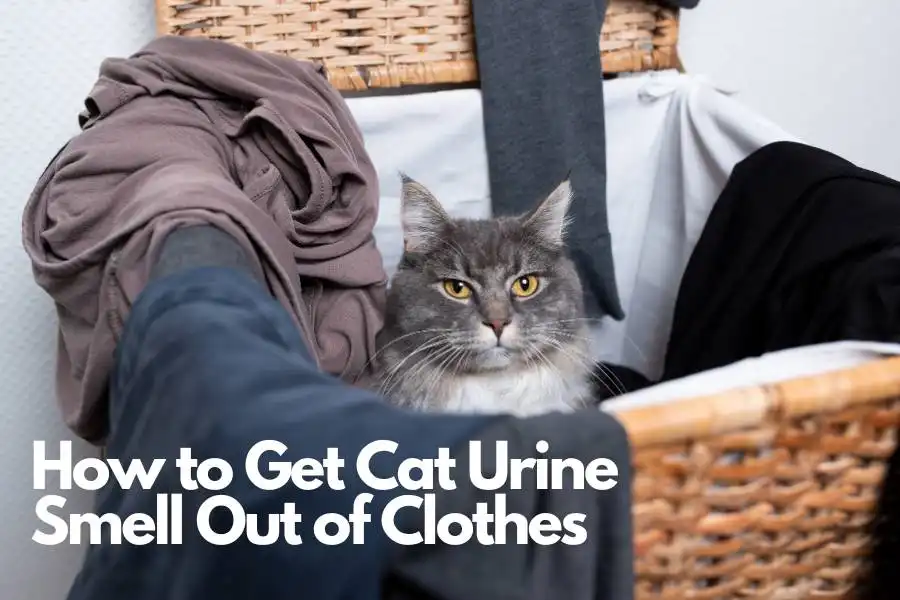 How to Get Cat Urine Smell Out of Clothes