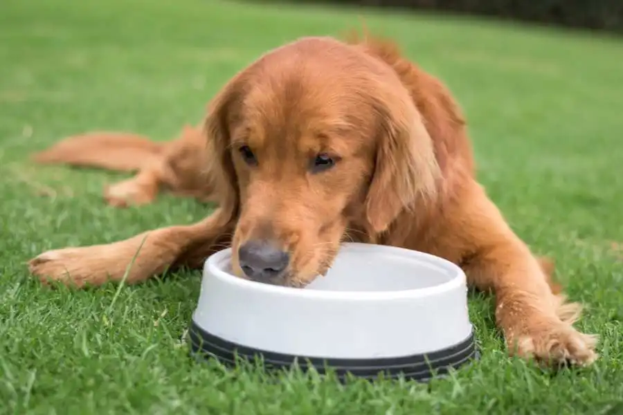 Increasing Your Dog's Water Intake