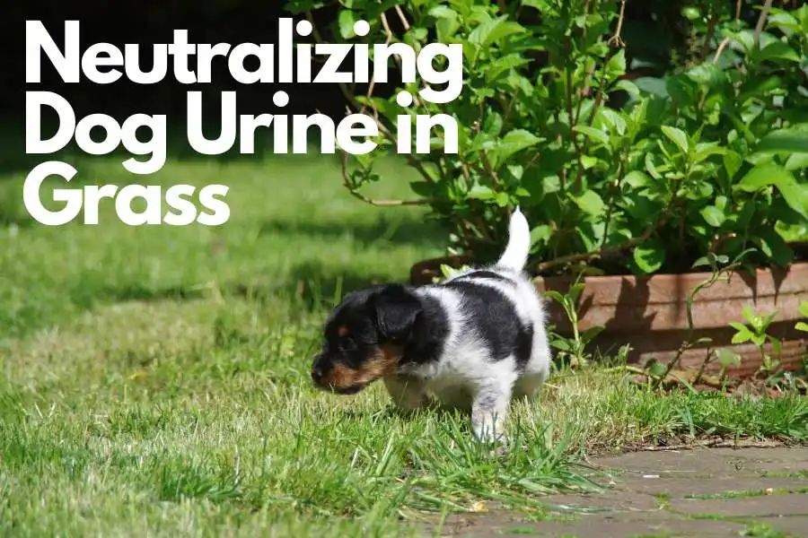 Neutralizing Dog Urine in Grass