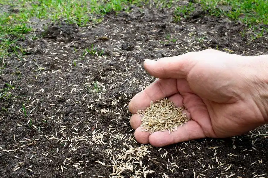 Planting Urine-Resistant Grass