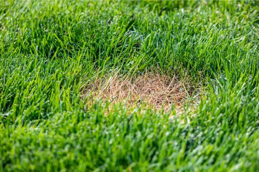 Understanding Dog Urine and Grass Damage