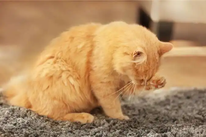 Cat on carpets