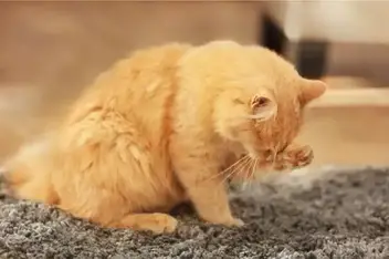 Cleaning cat on sale vomit off carpet