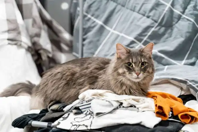 Clean cat poop on clothes