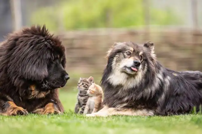 Deter territorial marking by encouraging socialisation among your pets