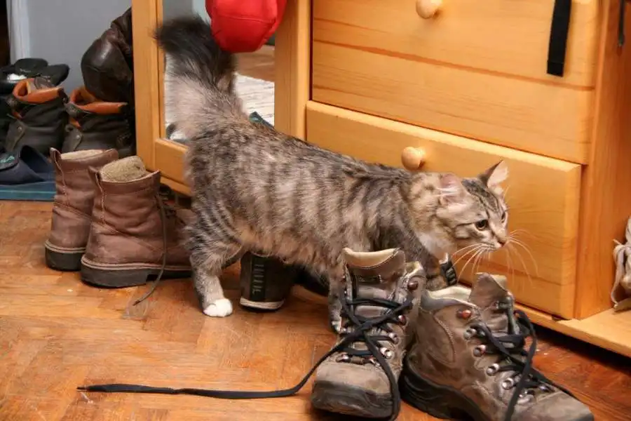 Get Rid Of Cat Poop Smell On Shoes