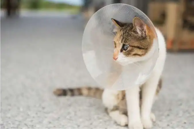 Get your cat neutered or spayed