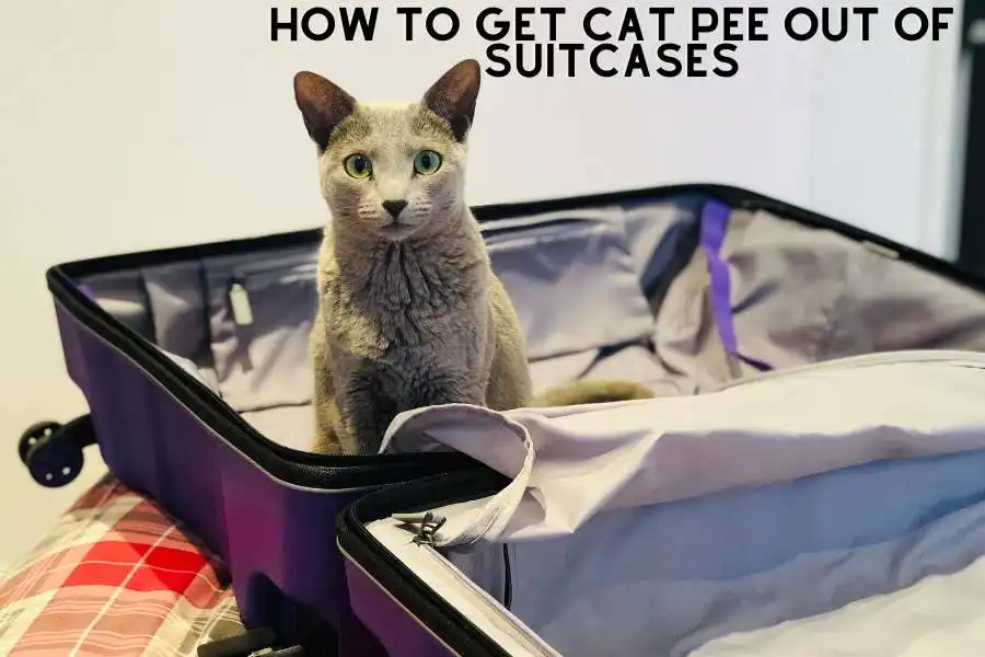 How To Get Cat Pee Out of Suitcases