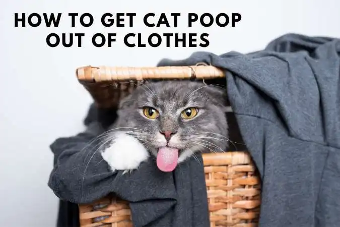 How To Get Cat Poop Out Of Clothes