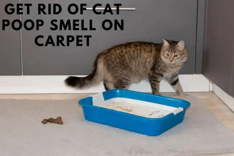 How To Get Rid Of Cat Poop Smell On Carpet