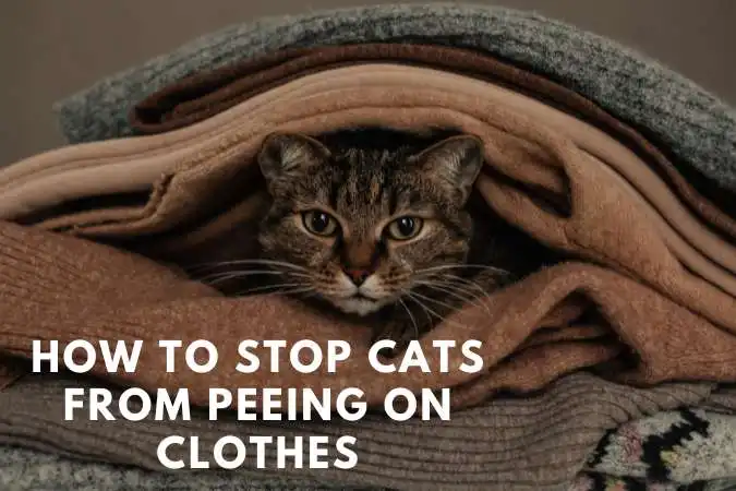 How to stop cats from peeing on clothes