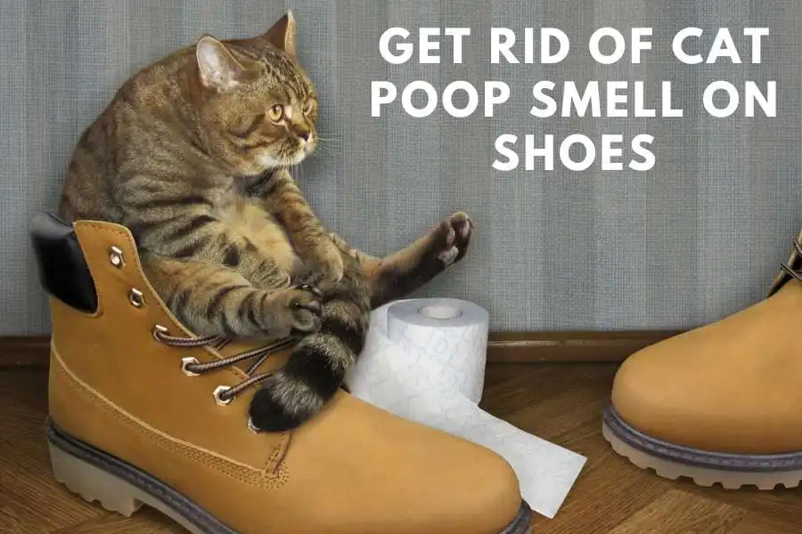 How to Get Rid of Cat Poop Smell on Shoes