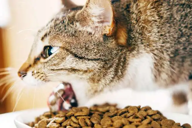 Importance Of Cleaning Up Cat Vomit On Carpet Promptly