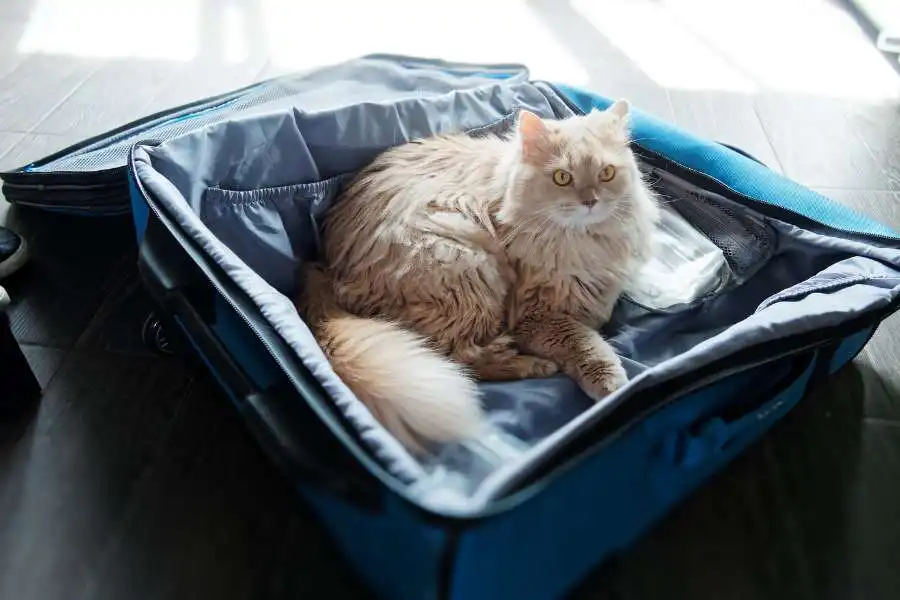 Understanding Why Cats Pee in Suitcases