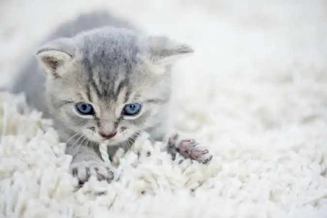 Why Do Cats Throw Up On Carpets?