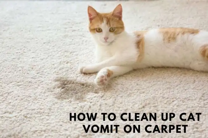 how to clean up cat vomit on carpet