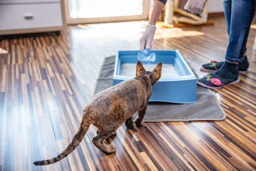 How Often To Clean Poop From Litter Box